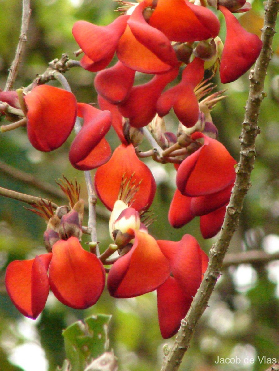 Erythrina fusca Lour.